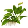 Anubias Barteri Var. Nana - 101 YWS