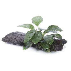 Anubias Barteri Var. Nana - 101 YWS