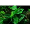 Anubias Barteri Var. Nana - 101 YWS