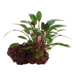 Cryptocoryne Beckettii 'Petchii' - 108A YLS