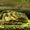 Alenquer Tiger Pleco - Panaqolus Sp L397