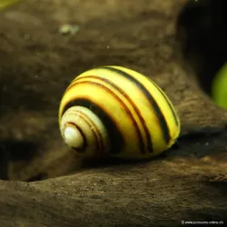 Asolene Spixi - Asolene Spixi