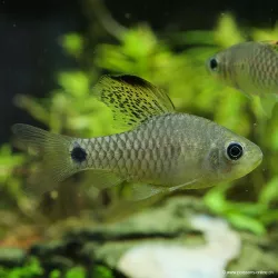 Barbus Draped Fin - Oreichthys Crenuchoides