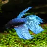 Betta Mâle Bleu - Betta Splendens