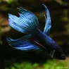 Kampffisch Mann Blue - Betta Splendens