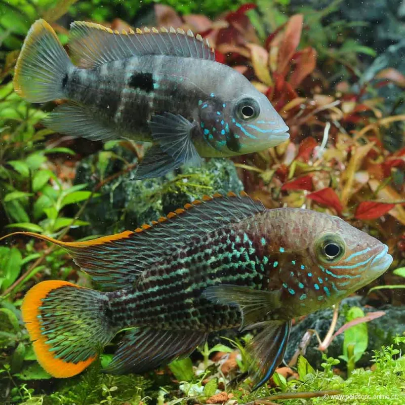 Cichlidé Rivulatus - Aequidens Rivulatus