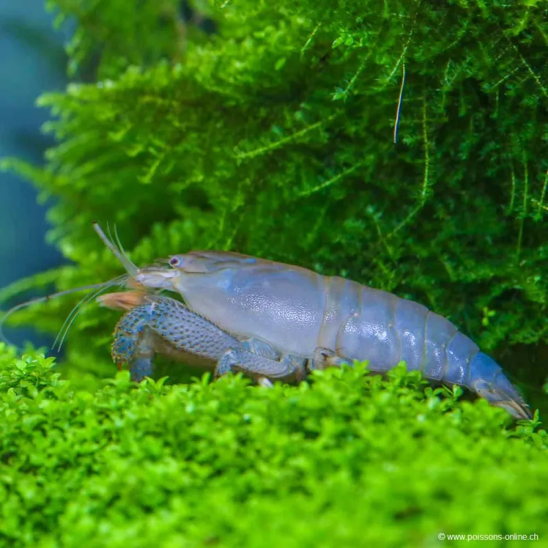 Crevette Bleue Du Gabon - Atya Gabonensis