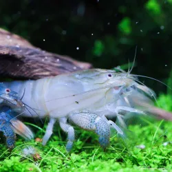 Crevette Bleue Du Gabon - Atya Gabonensis