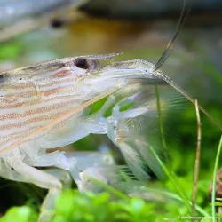 Crevette Radar - Atya Moluccensis