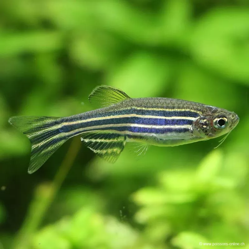 Zebrabärbling - Danio Rerio (Brachydanio)