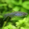 Zebrabärbling - Danio Rerio (Brachydanio)