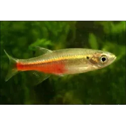 Devario Sondhii - Devario Sondhii