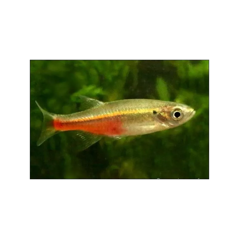 Devario Sondhii - Devario Sondhii