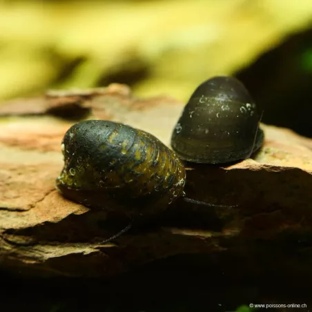 Escargot Batman - Neritinia Sp.
