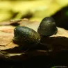 Escargot Batman - Neritinia Sp.