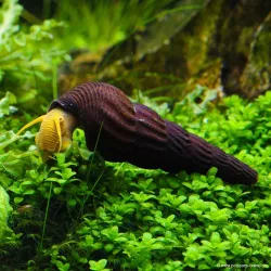 Snail-Orange Rabbit - Tylomelania Sp.