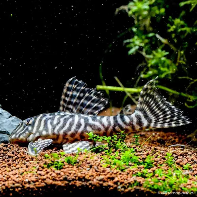 Hypancistrus Sp. - L333 Hypancistrus Sp.