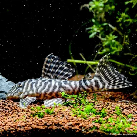 Hypancistrus Sp. - L333 Hypancistrus Sp.