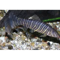 Loche Striée - Botia Striata