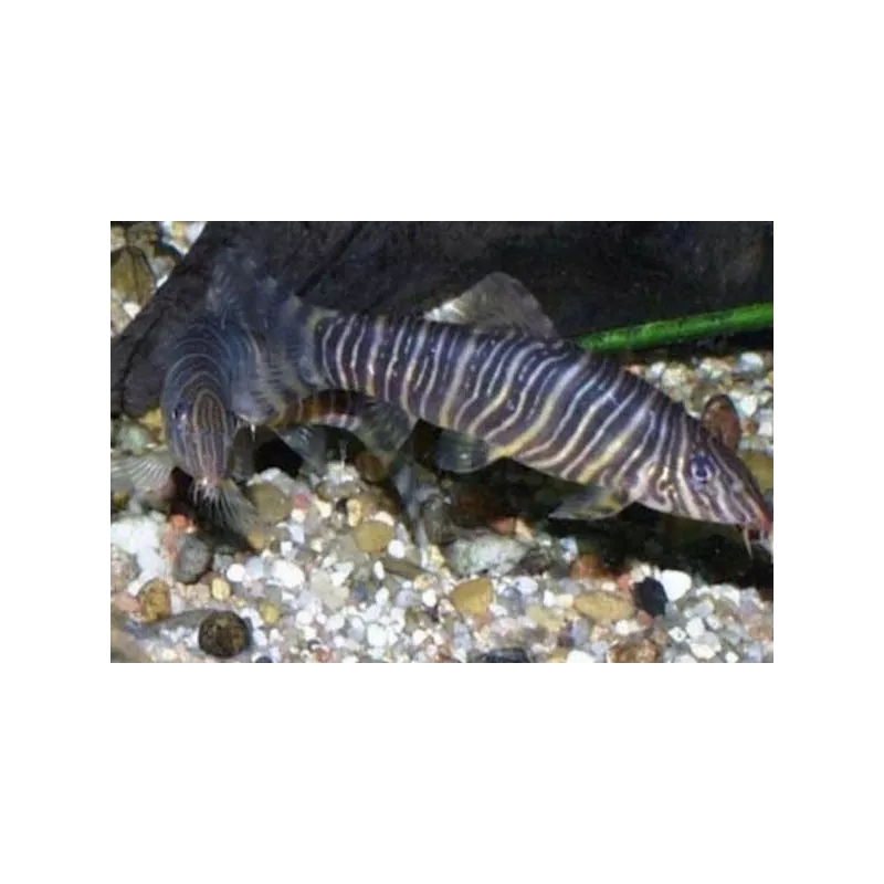 Loche Striée - Botia Striata