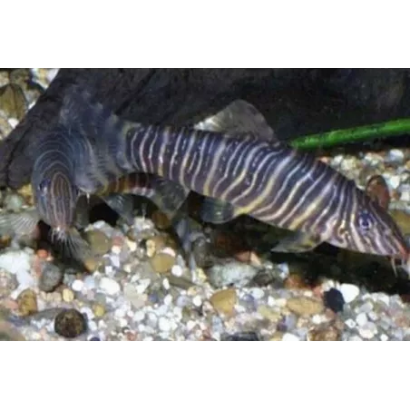 Loche Striée - Botia Striata