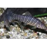Loche Striée - Botia Striata