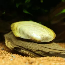 Cozza D'Aqua Dolce - Pilsbryconcha Exilis