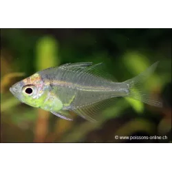 Perche De Verre - Parambassis Ranga