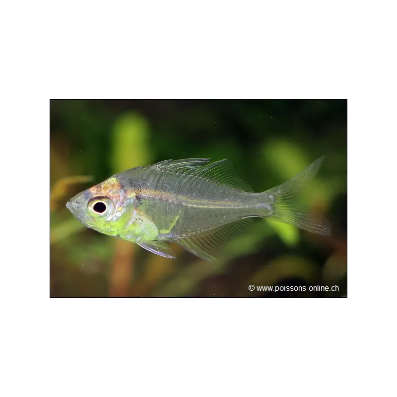 Perche De Verre - Parambassis Ranga