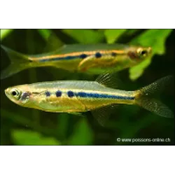 Petit Poisson Au Reflect Bleuté - Chela Dadiburjori