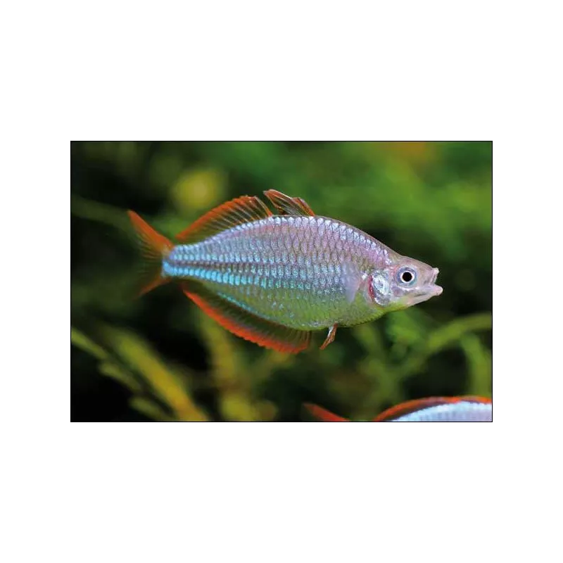 Diamant Regenbogenfisch - Melanotaenia Praecox