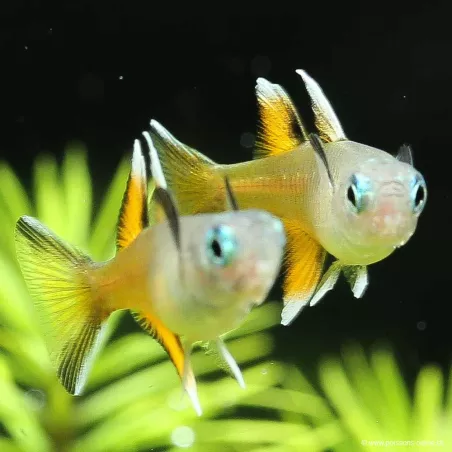 Pseudomugil Luminatus - Pseudomugil Luminatus