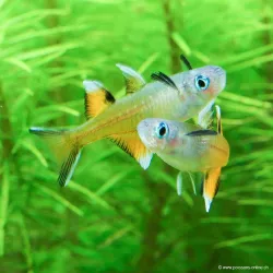 Pseudomugil Luminatus - Pseudomugil Luminatus