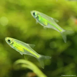 Leuchtbärbling Grüner - Rasbora Kubotai