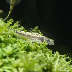 Sewellia Breviventralis - Sewellia Breviventralis