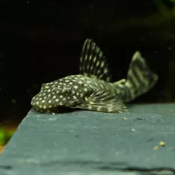 Pesce Gatto Blu Con Antenne - Ancistrus