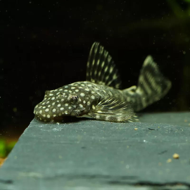 Pesce Gatto Blu Con Antenne - Ancistrus