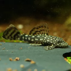 Blauer Antennenwels - Ancistrus