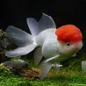 Leone Head - Cap Rosso - Carassius Auratus
