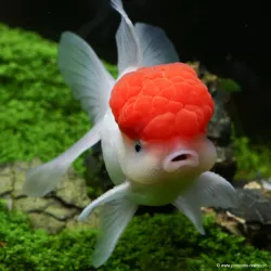 Leone Head - Cap Rosso - Carassius Auratus