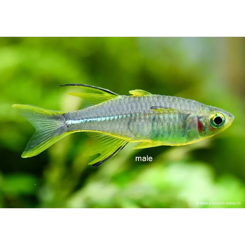 Celebes Sonnenstralhlfisch - Telmatherina Ladigesi