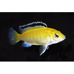 Cichlidé Citron - Labidochromis Caeruleus Sp. Yellow