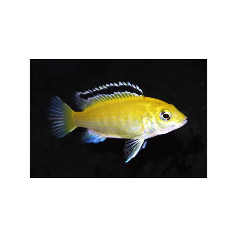 Cichlidé Citron - Labidochromis Caeruleus Sp. Yellow