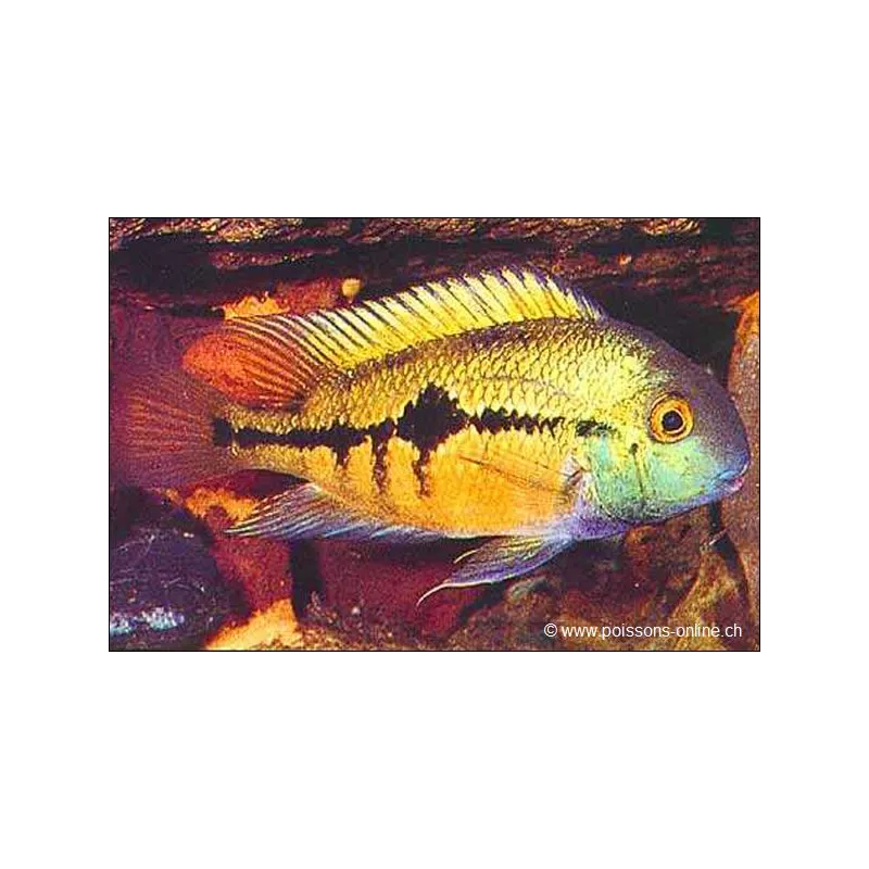 Cichlidé De Nicaragua - Cichlasoma Nicaraguense