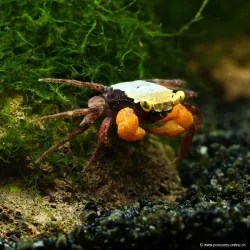 Crabe Golden Mandarin - Geosesarma Sp.