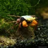 Crabe Golden Mandarin - Geosesarma Sp.