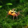 Crabe Golden Mandarin - Geosesarma Sp.