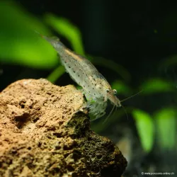 Crevette À Éventails - Atyoida Pilipes