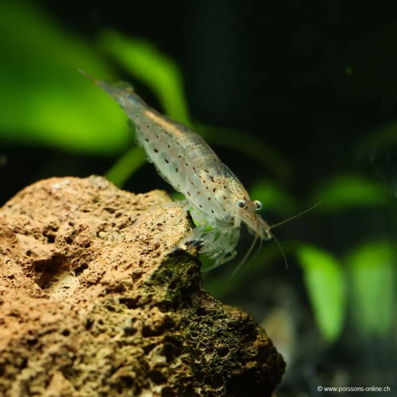 Crevette À Éventails - Atyoida Pilipes