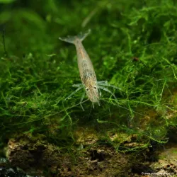 Crevette À Éventails - Atyoida Pilipes